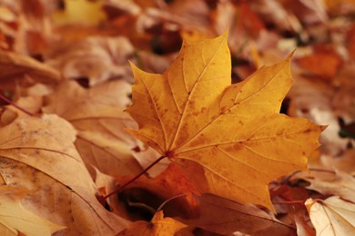 Photo of Pile of beautiful fallen leaves outdoors on autumn day, closeup