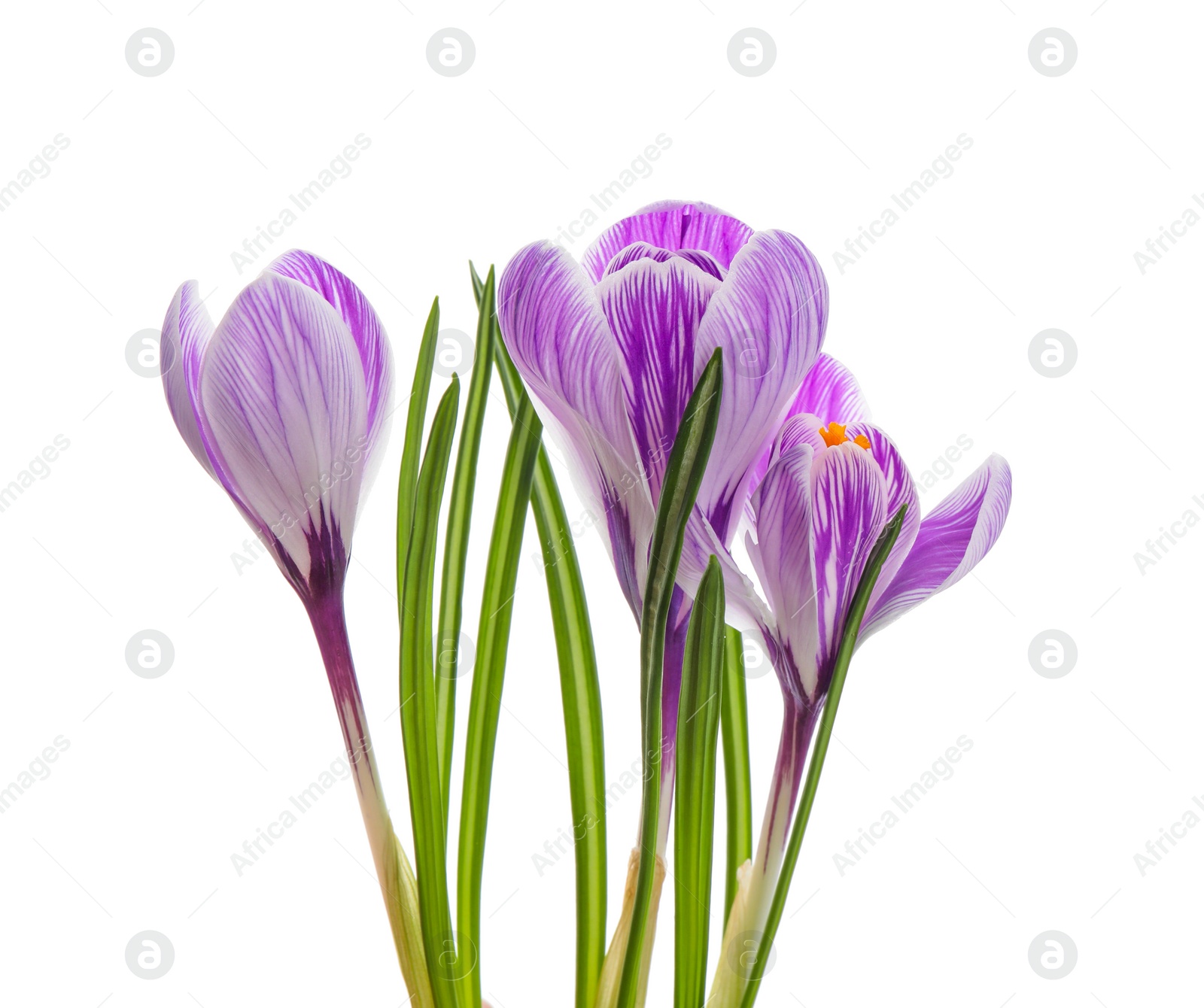 Photo of Beautiful fresh crocus flowers on white background