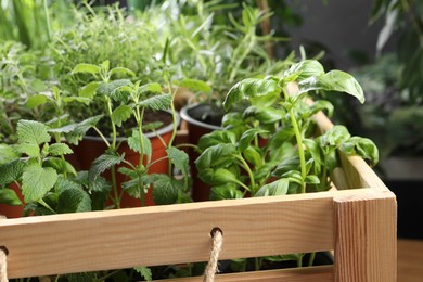 Photo of Different aromatic potted herbs in wooden crate, closeup