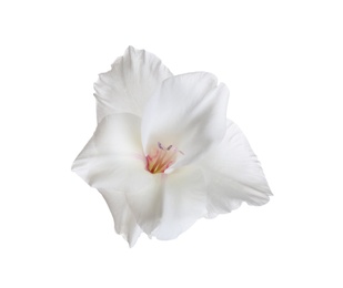 Photo of Beautiful delicate gladiolus flower on white background