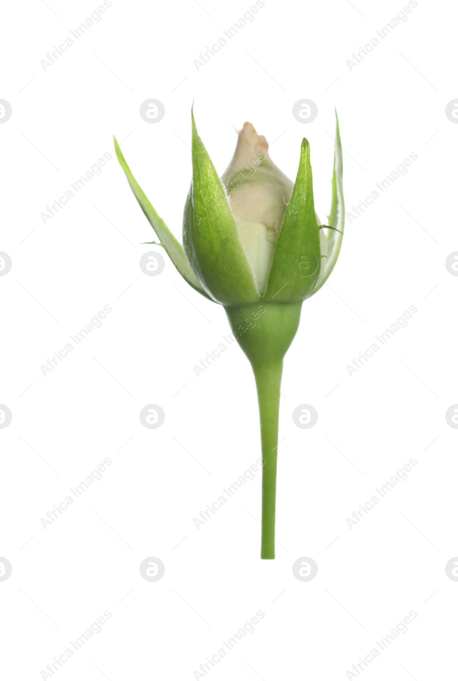 Photo of One beautiful rose bud isolated on white