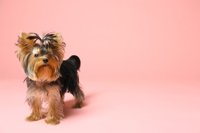 Photo of Adorable Yorkshire terrier on pink background, space for text. Cute dog