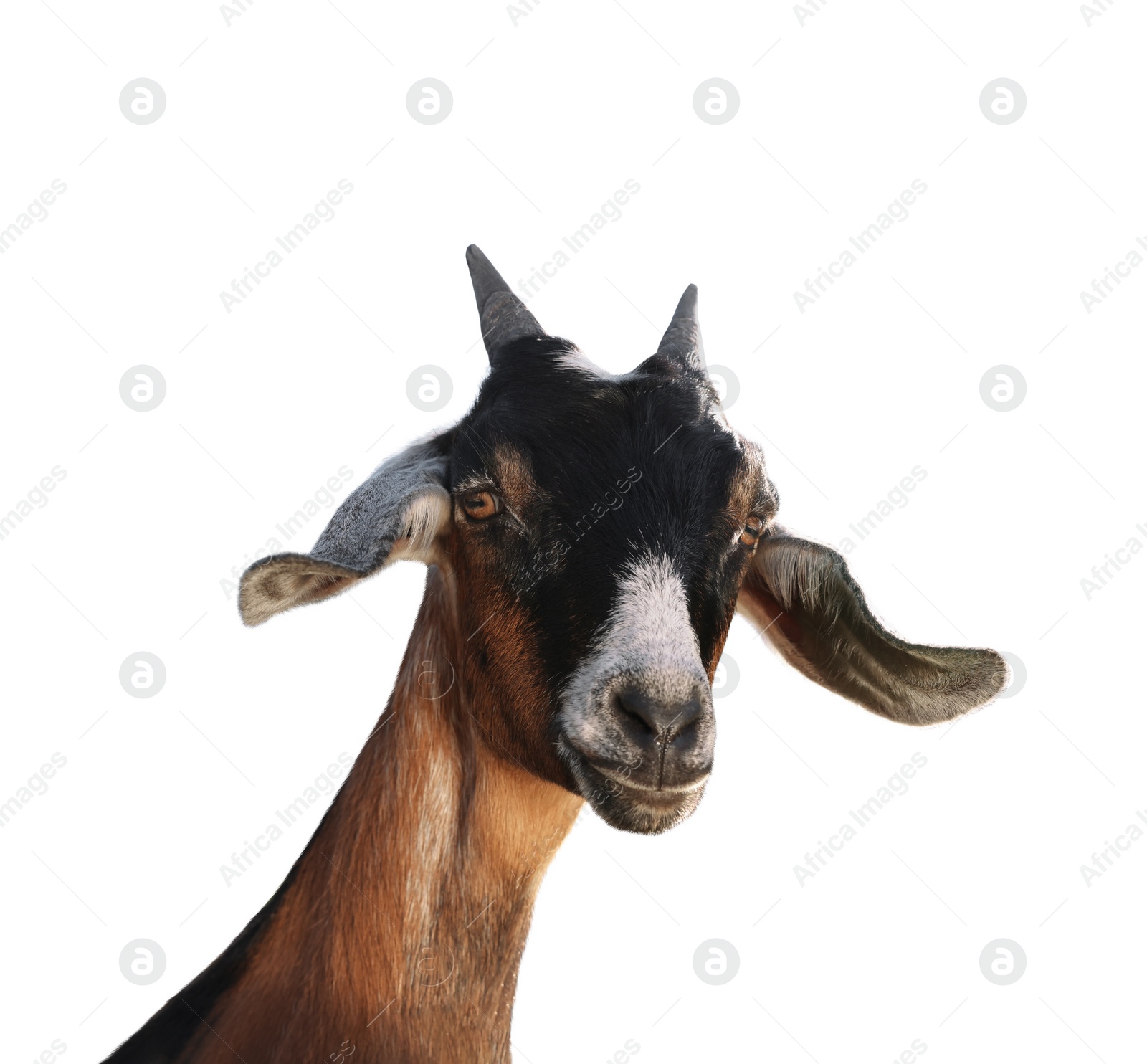 Image of Cute goat isolated on white. Farm animal