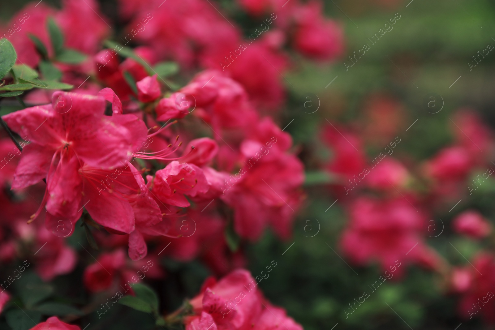 Photo of Beautiful tiny tropical flowers in botanical garden, closeup. Space for text