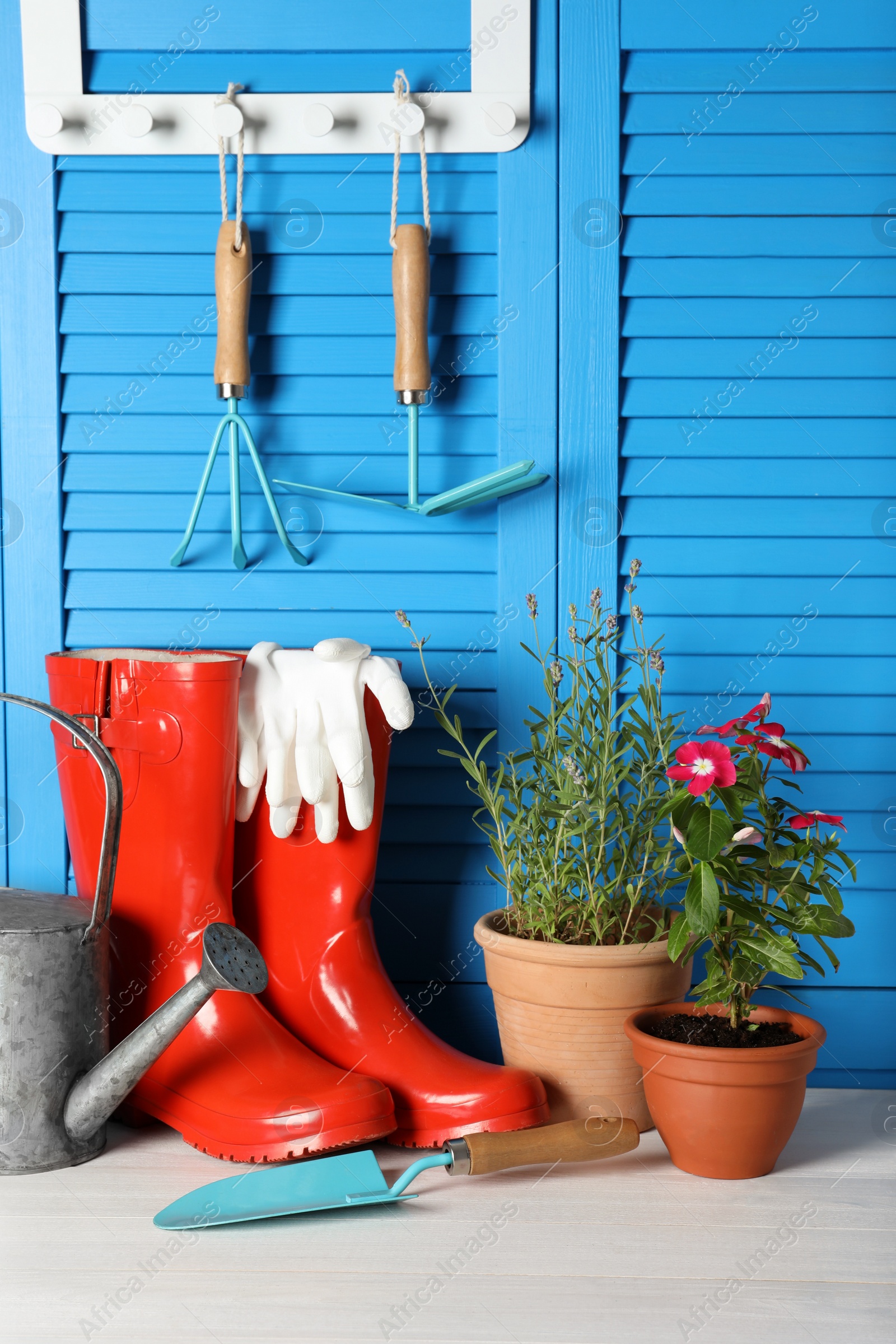 Photo of Beautiful flowers and gardening tools on white wooden table near light blue wall