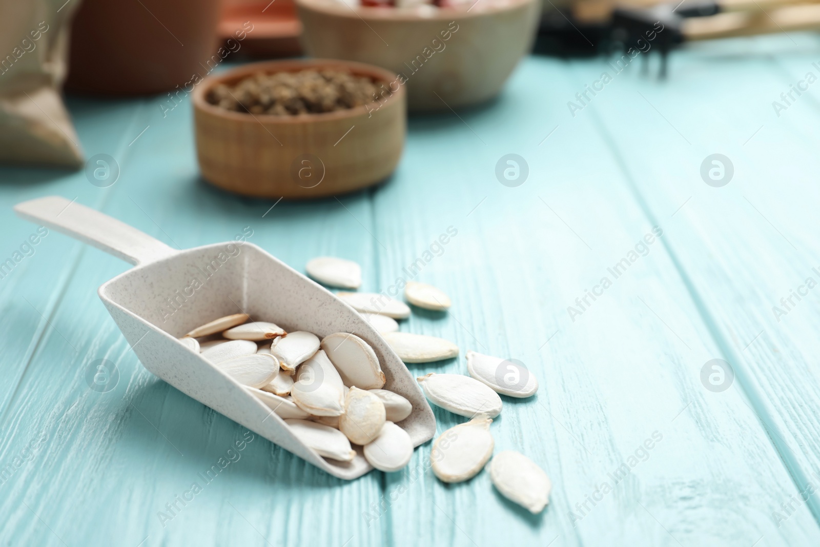 Photo of Scoop of raw pumpkin seeds on light blue wooden table, closeup. Vegetable planting