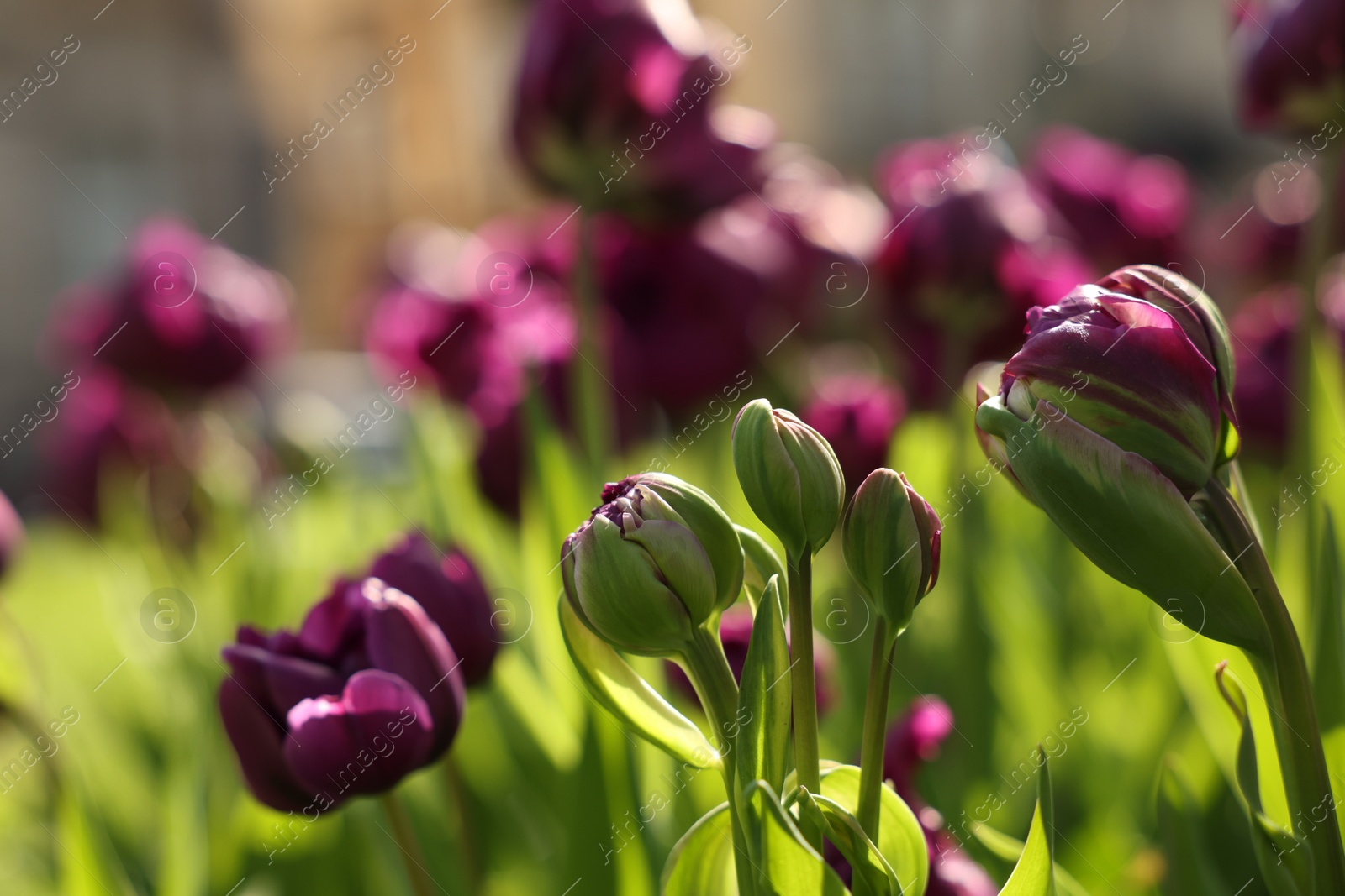 Photo of Beautiful colorful tulips growing in flower bed, closeup