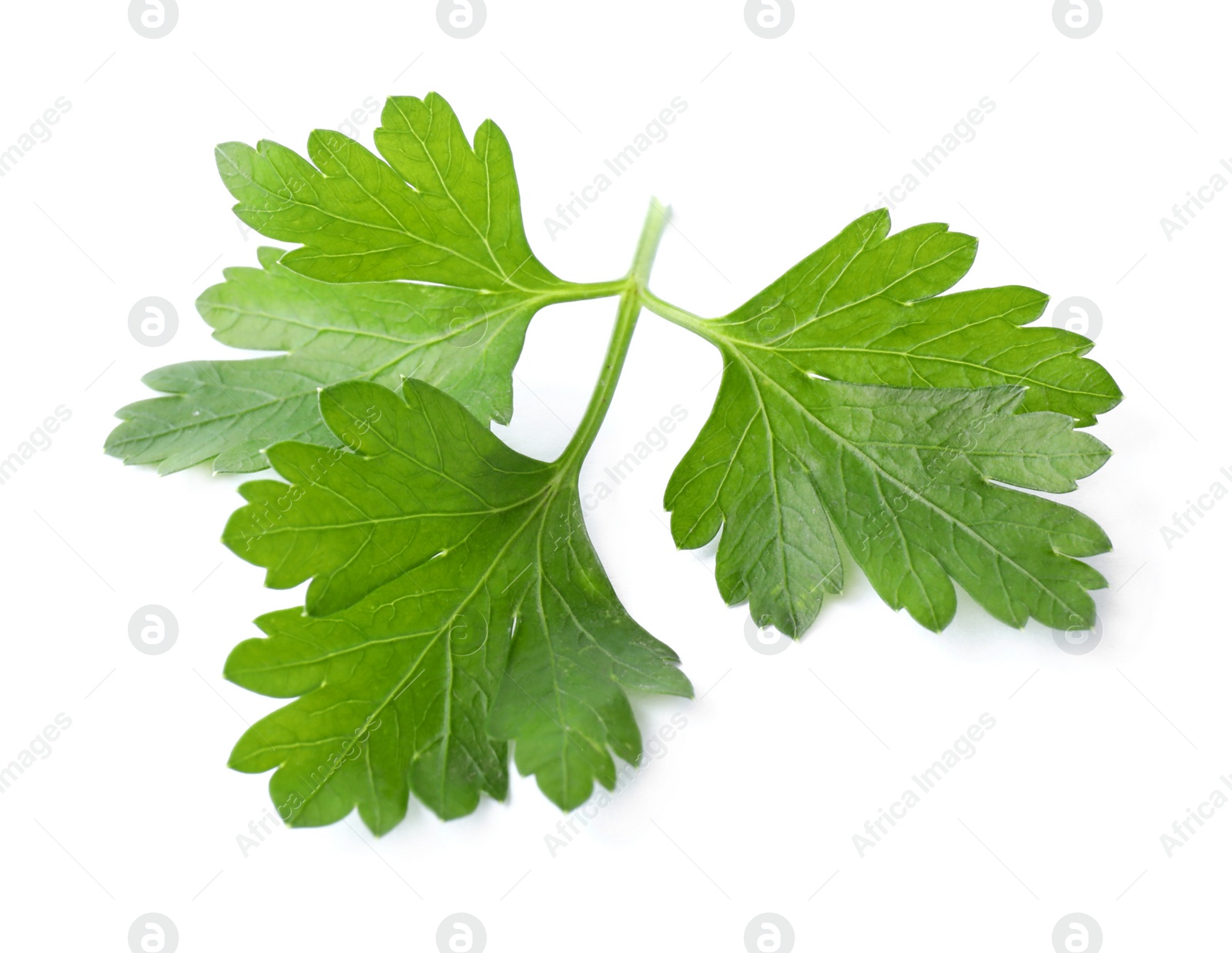 Photo of Aromatic fresh green parsley isolated on white