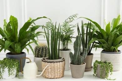 Photo of Many green potted houseplants on table near white wall