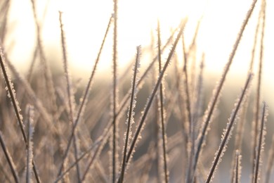 Photo of Dry plants covered with hoarfrost outdoors on winter morning, closeup