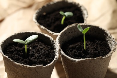 Photo of Young seedlings in peat pots on table
