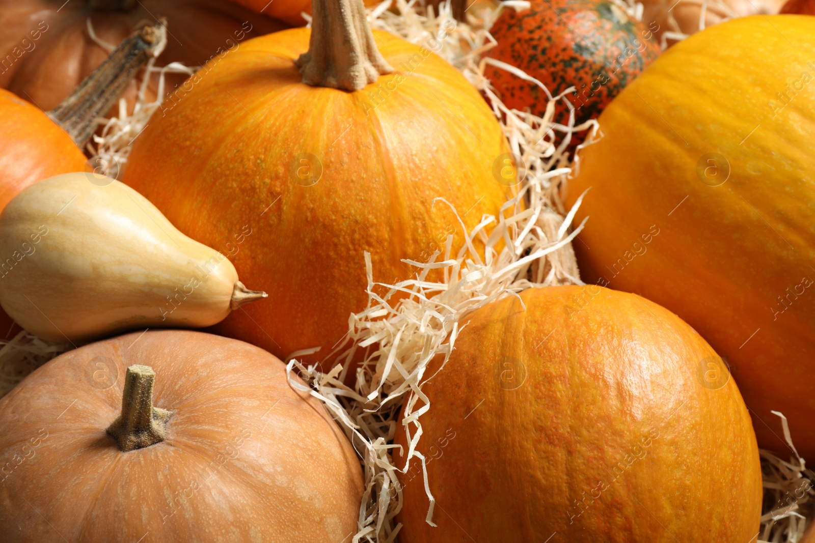 Photo of Many fresh raw whole pumpkins and wood shavings as background, closeup. Holiday decoration