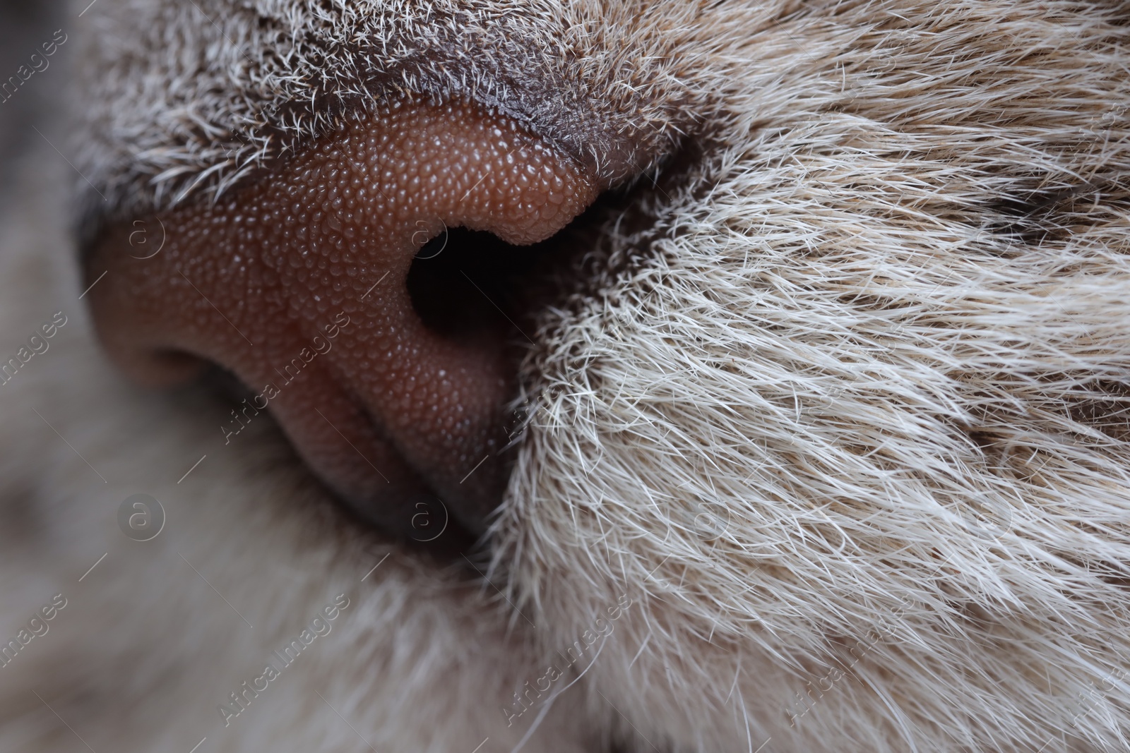 Photo of Cat, macro photo of nose. Cute pet