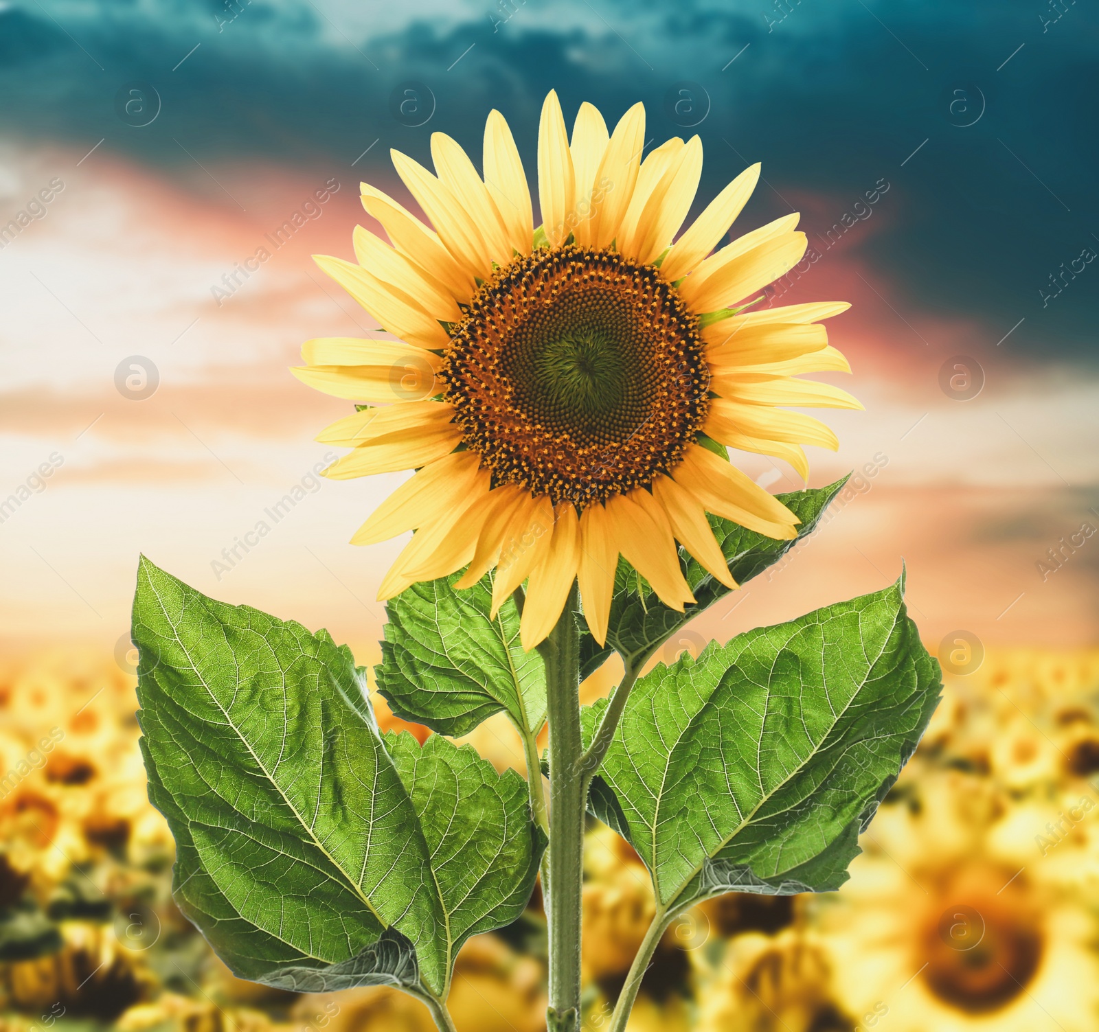 Image of Beautiful sunflower in field under sunset sky 