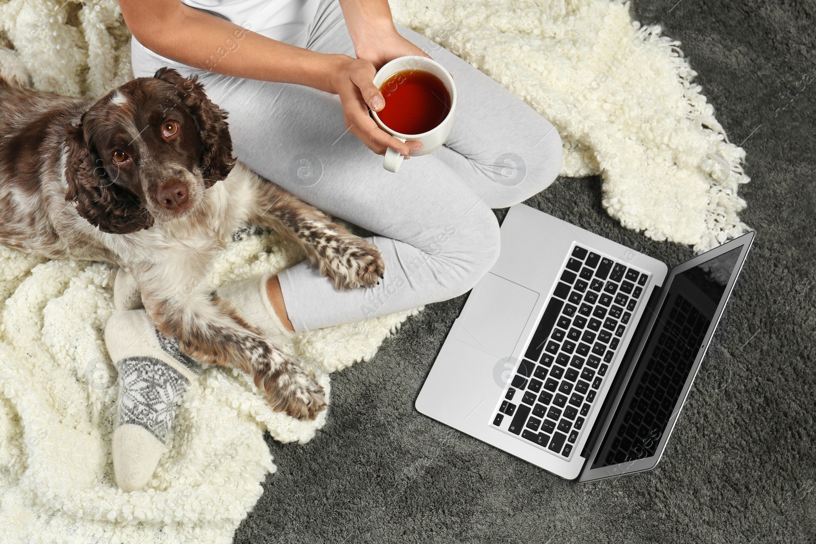 Photo of Adorable Russian Spaniel with owner on grey carpet, top view