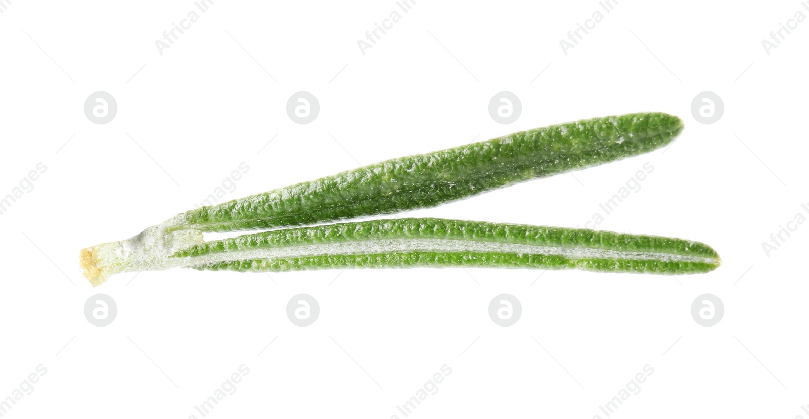 Photo of Fresh green rosemary leaves on white background