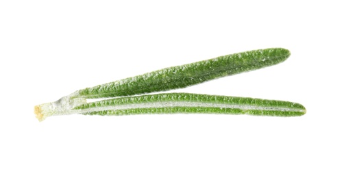 Photo of Fresh green rosemary leaves on white background