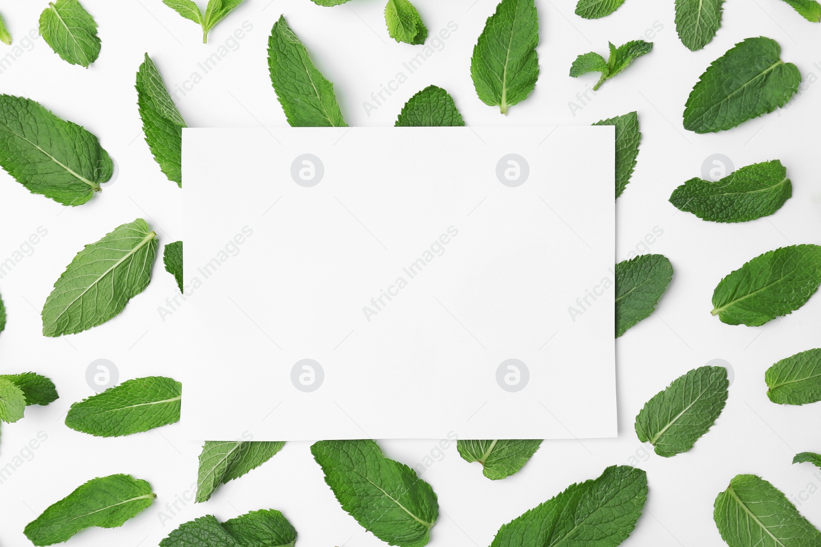 Photo of Flat lay composition with fresh green mint leaves on white background