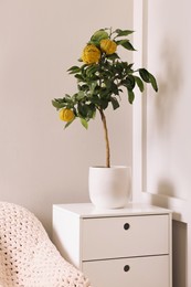 Photo of Idea for minimalist interior design. Small potted bergamot tree with fruits on chest of drawers indoors