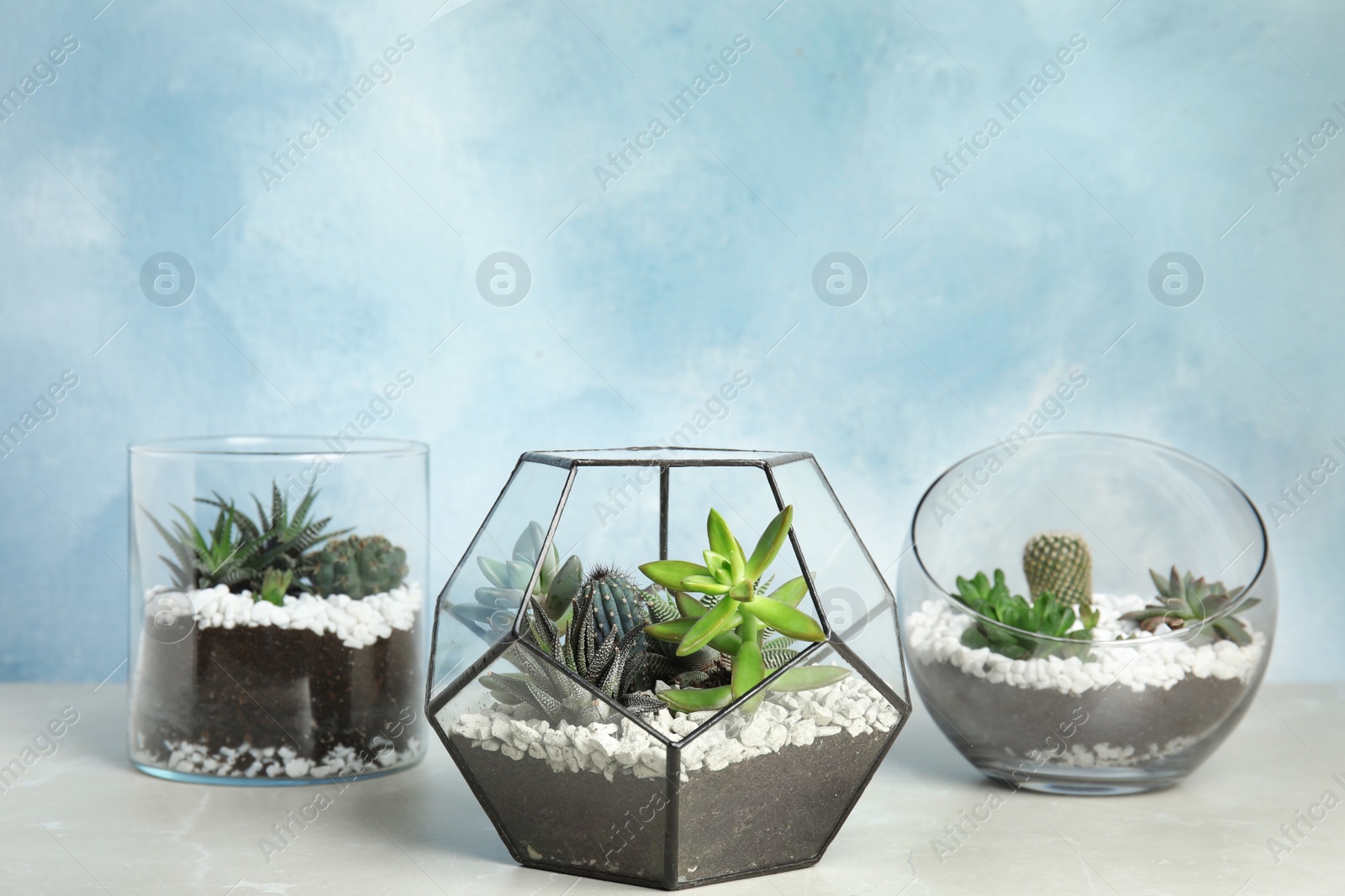 Photo of Glass florariums with different succulents on table against color background, space for text