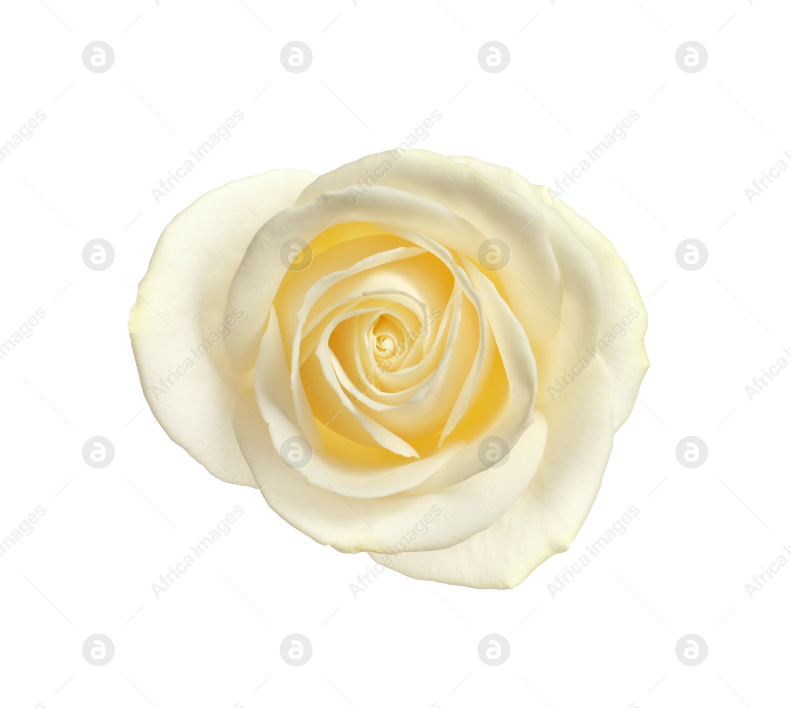 Photo of Beautiful blooming rose on white background, top view