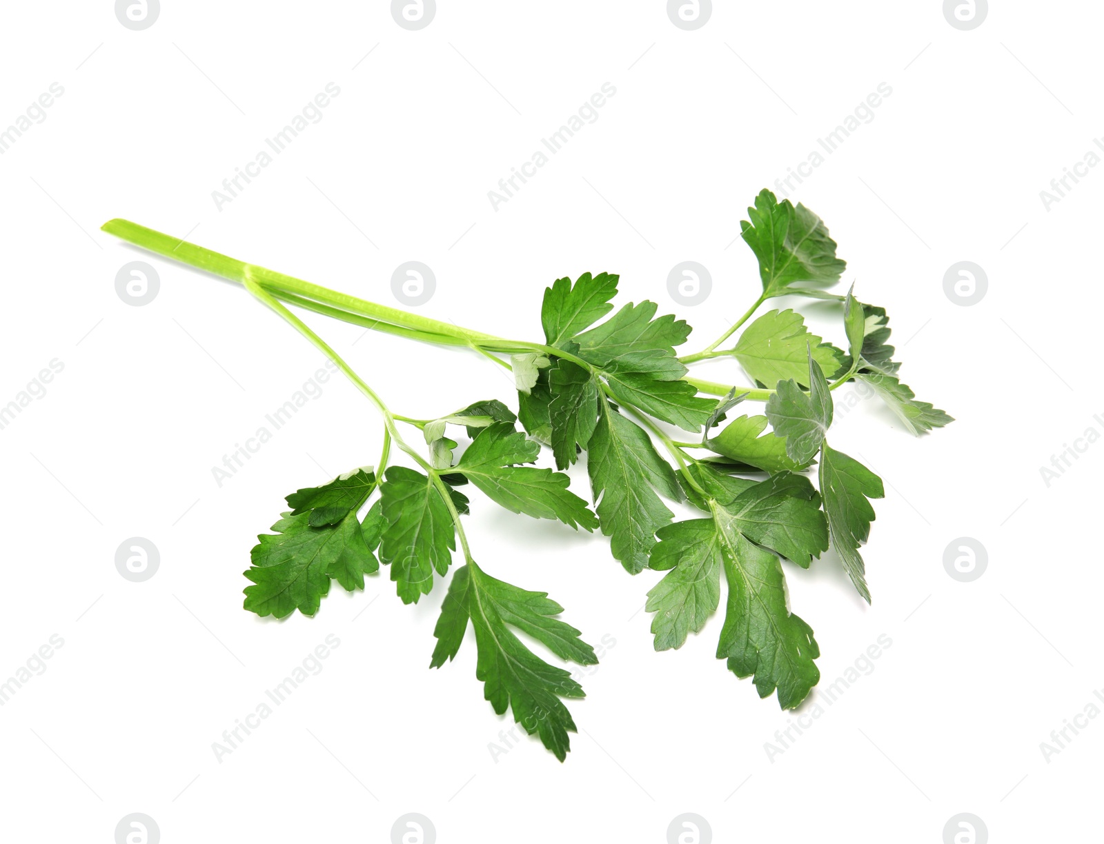 Photo of Fresh green organic parsley on white background