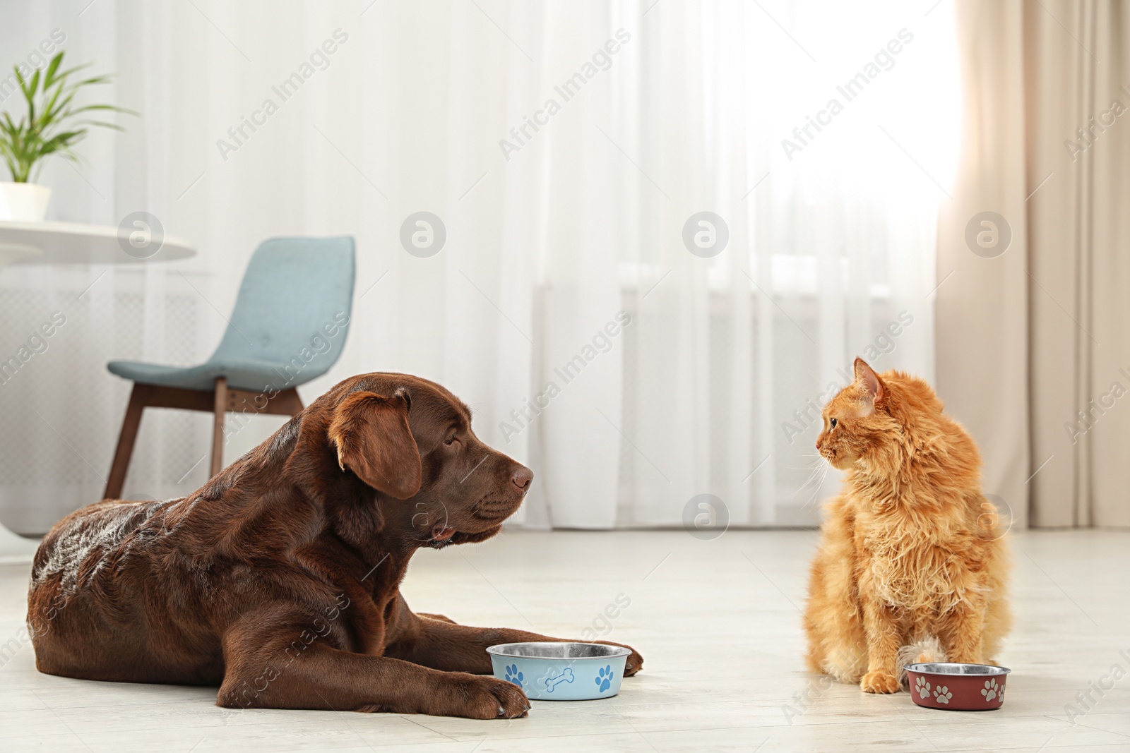 Photo of Cat and dog with feeding bowls together indoors. Fluffy friends