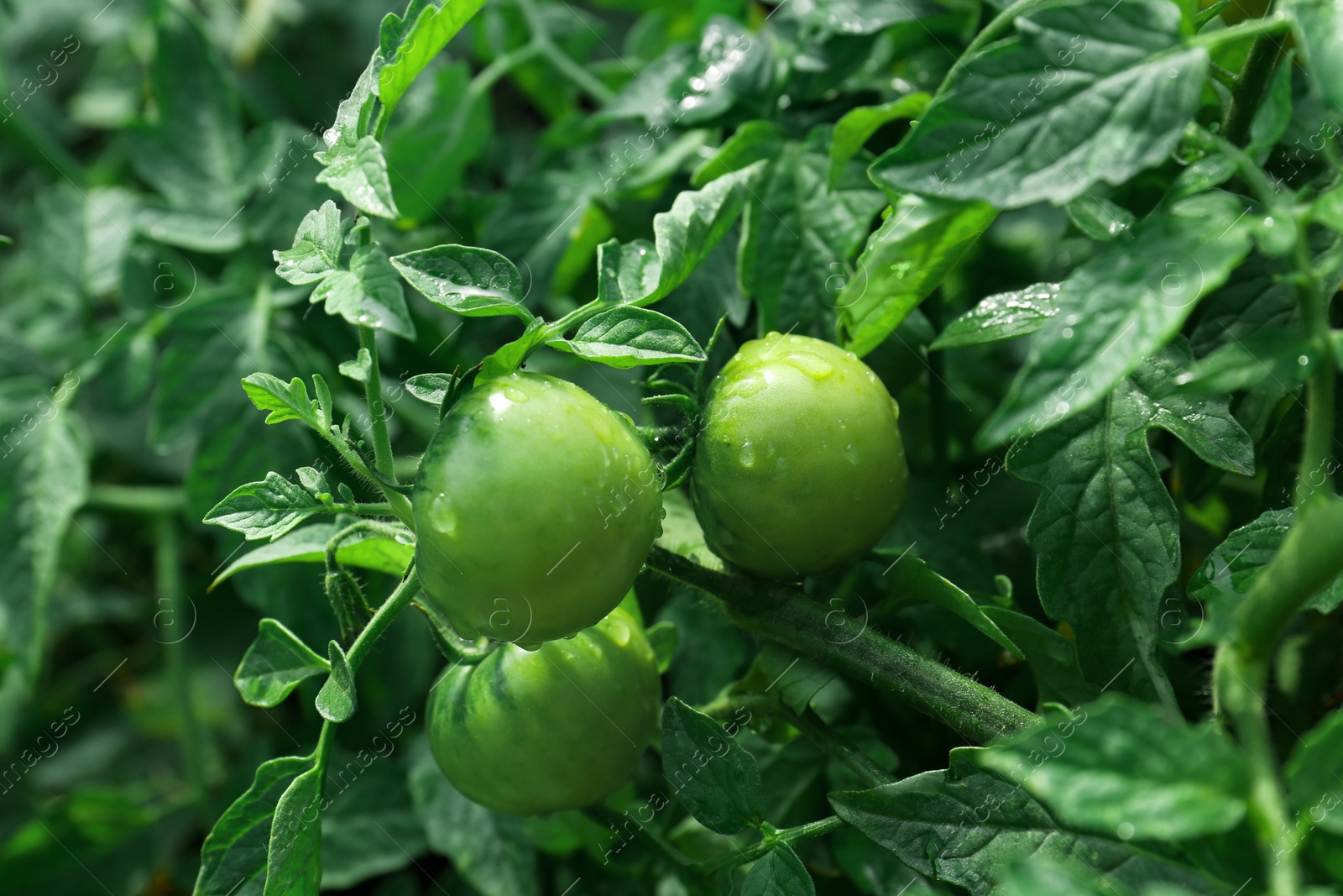 Photo of Closeup view of unripe tomatoes in garden