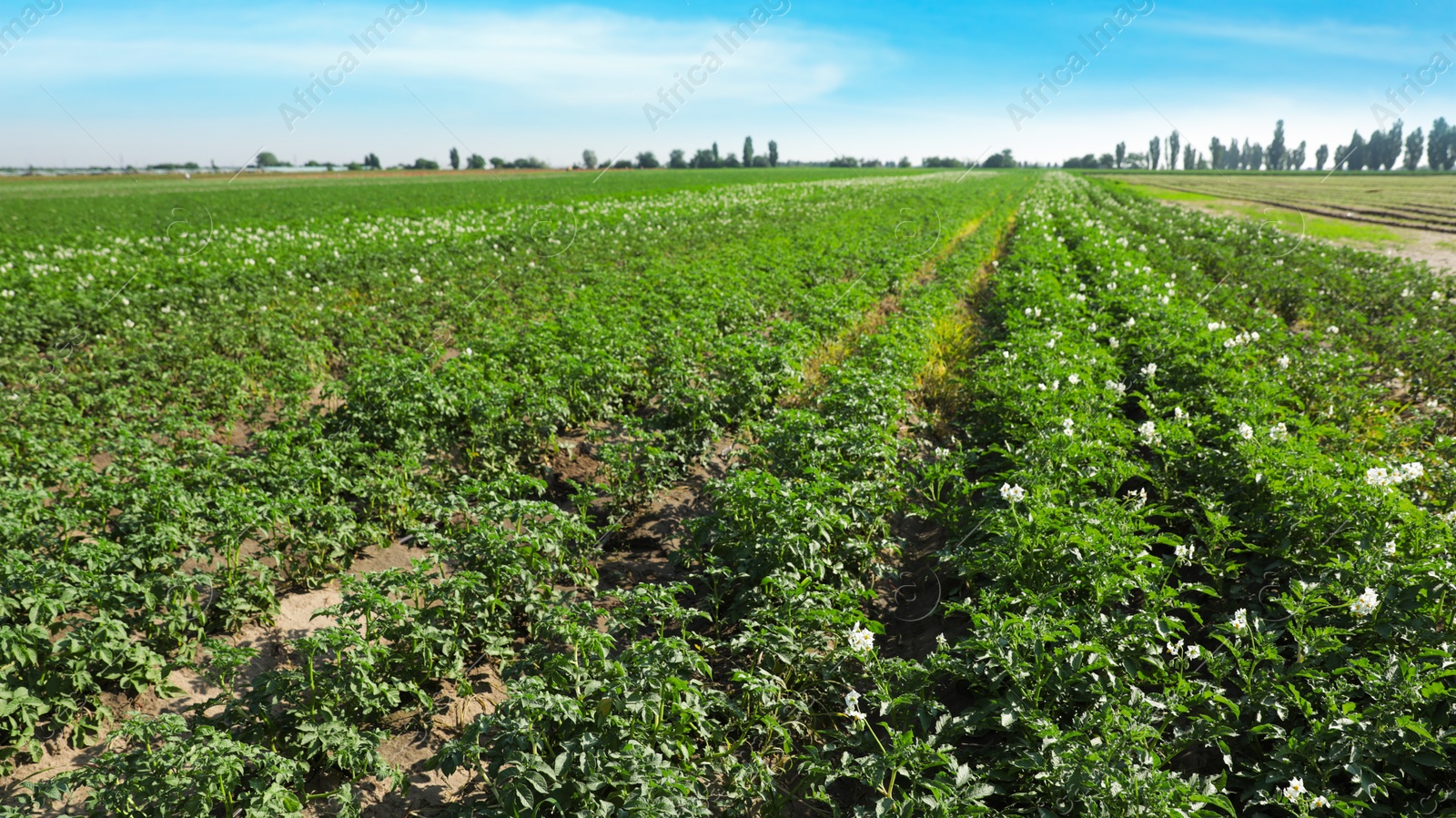 Photo of Beautiful field with blooming potato bushes on sunny day