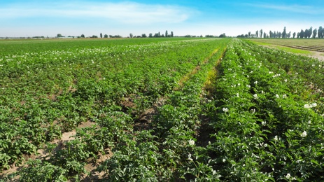 Beautiful field with blooming potato bushes on sunny day