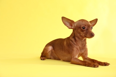 Photo of Cute toy terrier on color background, space for text. Domestic dog