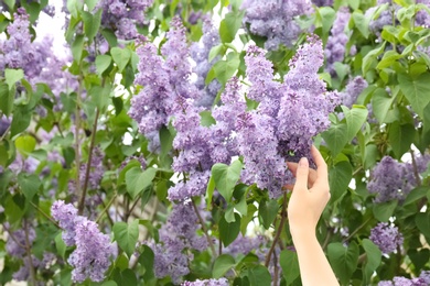 Photo of Young woman reaching for blossoming lilac outdoors on spring day