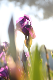 Beautiful blossoming iris outdoors on sunny spring day