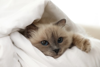 Photo of Adorable Birman cat under blanket at home, closeup