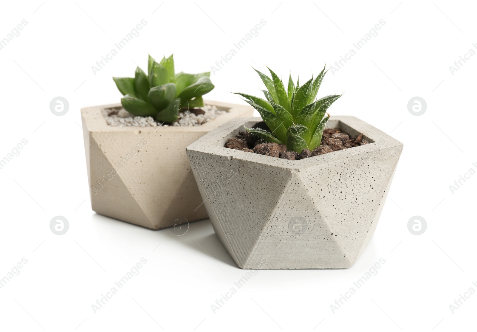 Photo of Succulent plants in concrete pots isolated on white