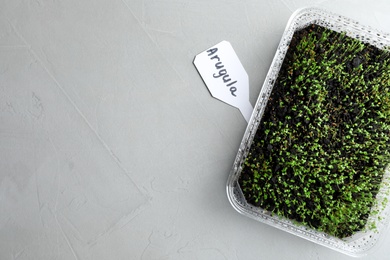 Photo of Young sprouts in container and card with word Arugula on light table, flat lay. Space for text