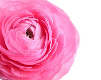 Photo of Beautiful fresh ranunculus flower on white background, closeup