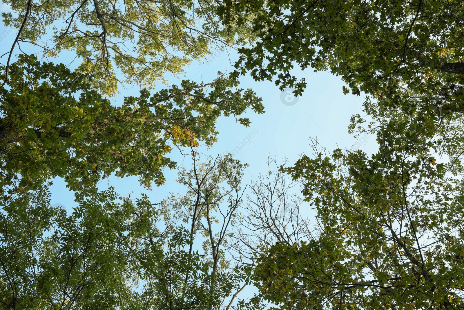 Photo of Beautiful trees with bright leaves against sky on autumn day, low angle view