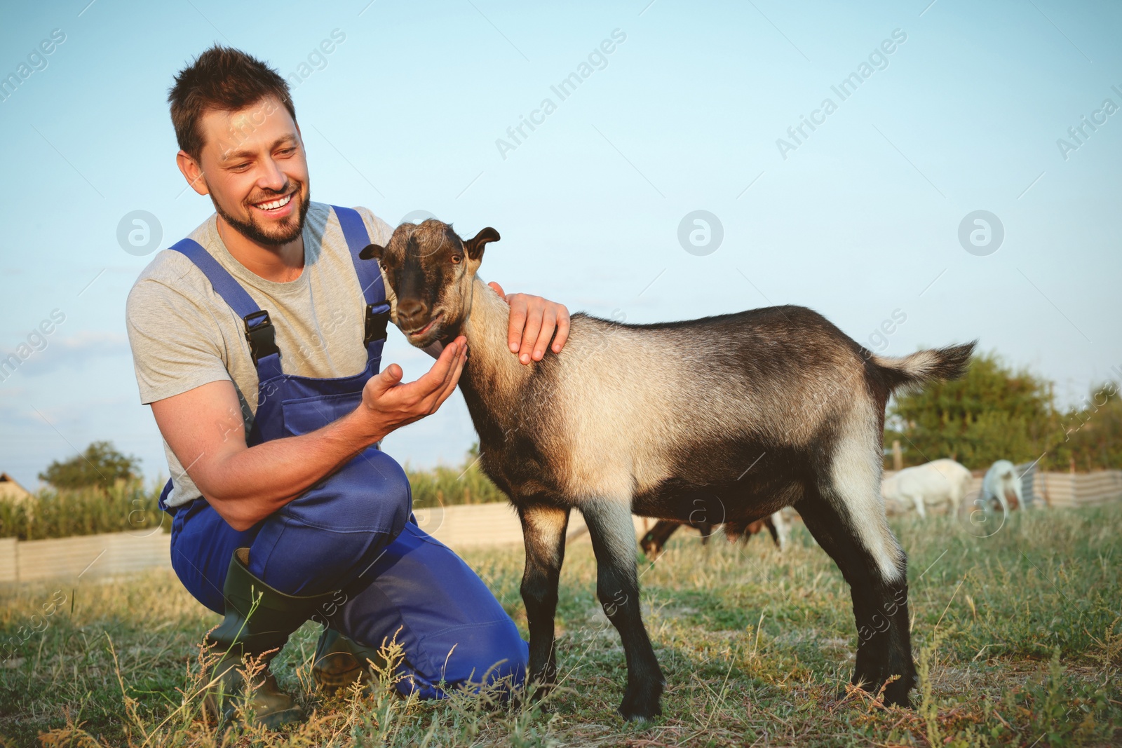 Photo of Man with goat at farm. Animal husbandry