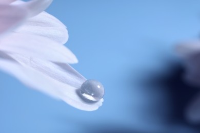 Macro photo of flower petal with water drop against blurred background. Space for text