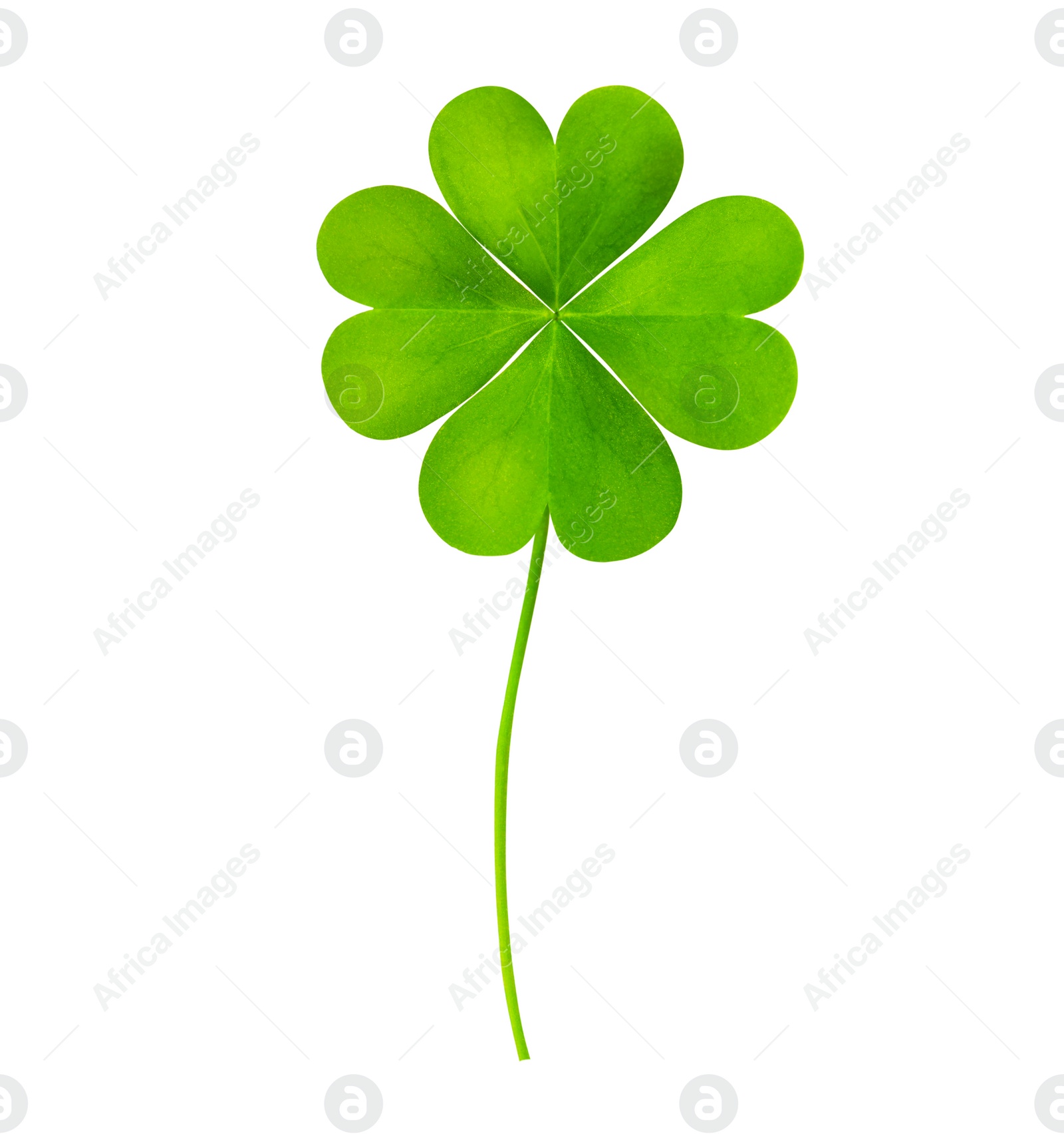 Image of Fresh green four-leaf clover on white background