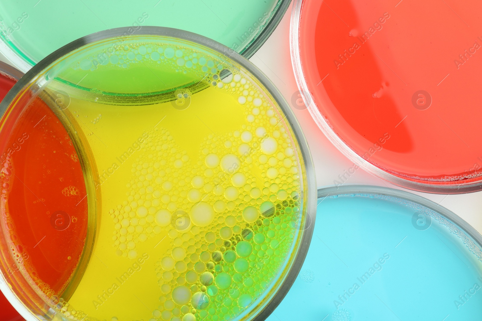 Photo of Petri dishes with different liquid samples on white background, top view