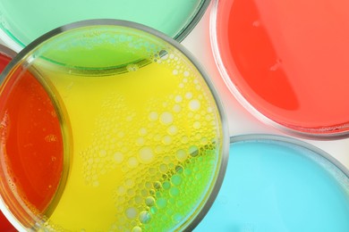 Photo of Petri dishes with different liquid samples on white background, top view