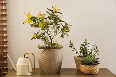 Beautiful potted mimosa with other houseplants and watering can in room