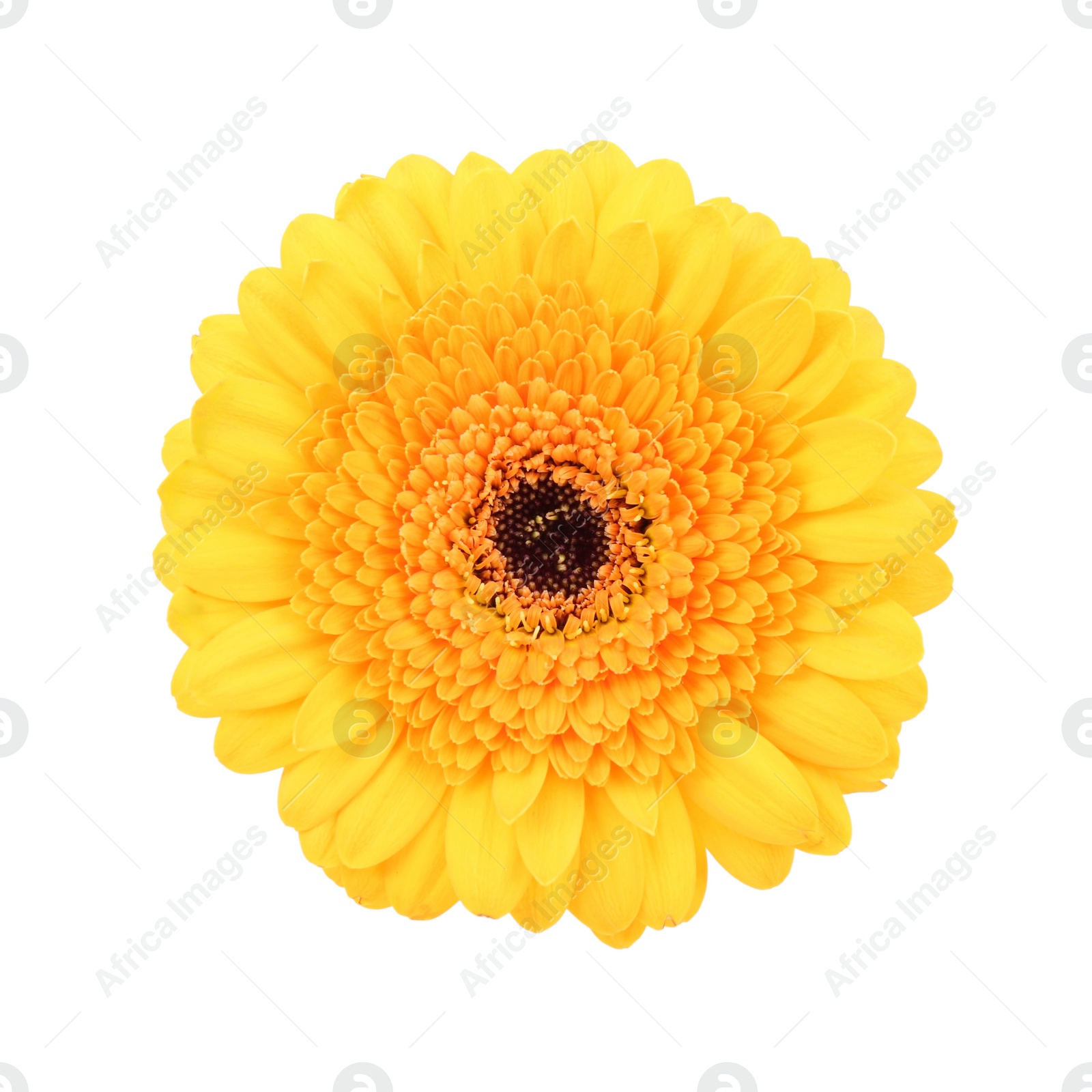 Photo of Beautiful yellow gerbera flower isolated on white, top view