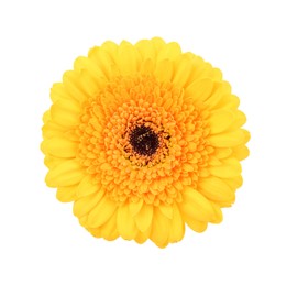 Photo of Beautiful yellow gerbera flower isolated on white, top view