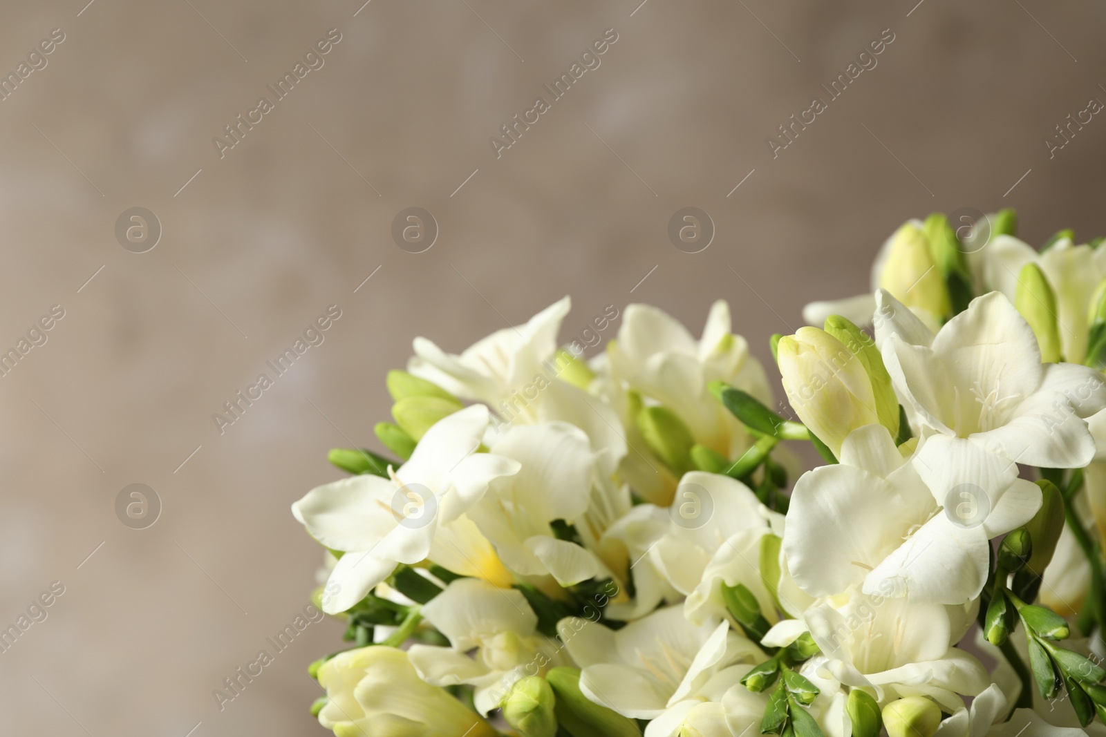 Photo of Beautiful freesia flowers on grey background, closeup