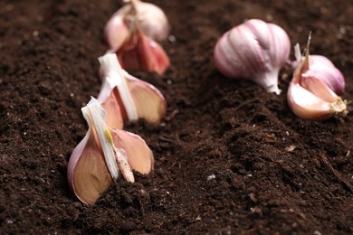 Photo of Vegetable planting. Cloves of garlic in fertile soil, closeup. Space for text