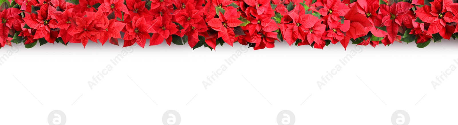 Image of Christmas traditional Poinsettia flowers on white background, top view. Banner design 