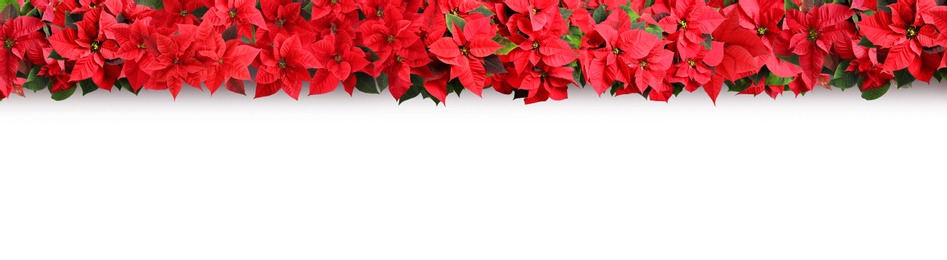 Image of Christmas traditional Poinsettia flowers on white background, top view. Banner design 